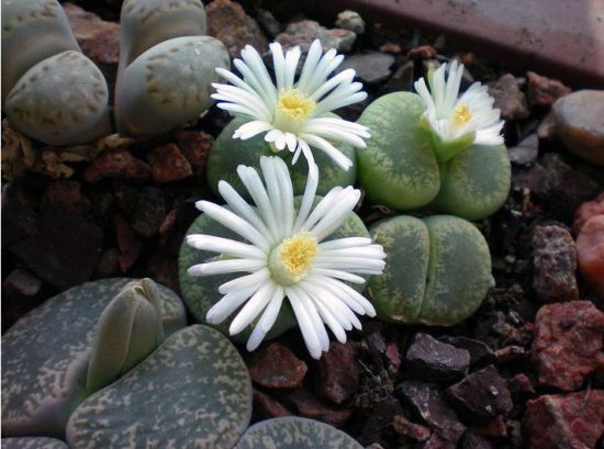 生石花怎样播种和养护? 生石花怎样播种和养护?