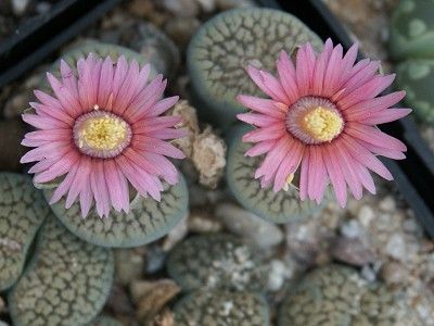 生石花怎样播种和养护? 生石花怎样播种和养护?